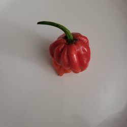 Rare Organic Trinidad Scorpion Pepper Seeds And Plants! 2026 SEASON EARLY RELEASE!