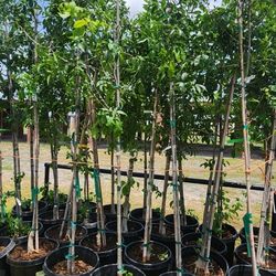 Arboles De Fresnos Ingertados A No Tener Semilla