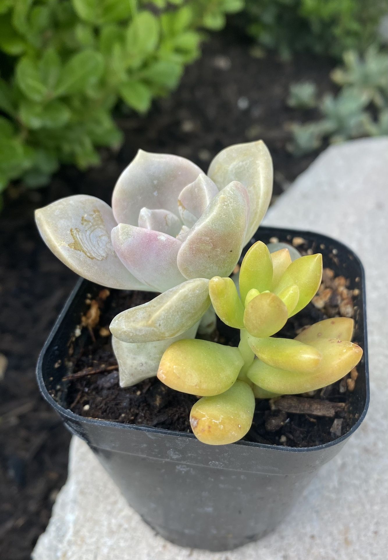 2  Succulent Plants In 2.5” Pot 