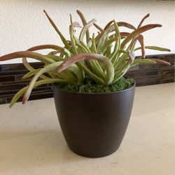 Artificial Circulant Plant 