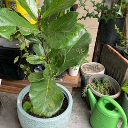 Planta