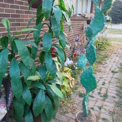 Two Artificial Flowers