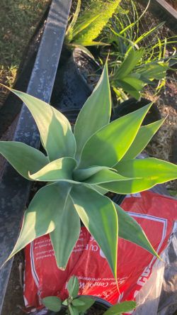 Plant 🌱