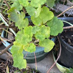 Geraniums Plant In A Pot Decorative 