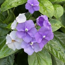 Yesterday Today And Tomorrow Plants 
