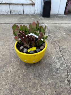 Potted succulent/cactus