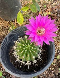 Mature cactus