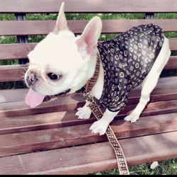 Luxury Dog Jacket, Shirt, Track Suit