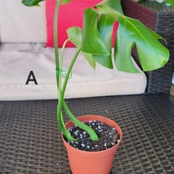 Rooted Monstera Deliciosa Cuttings 
