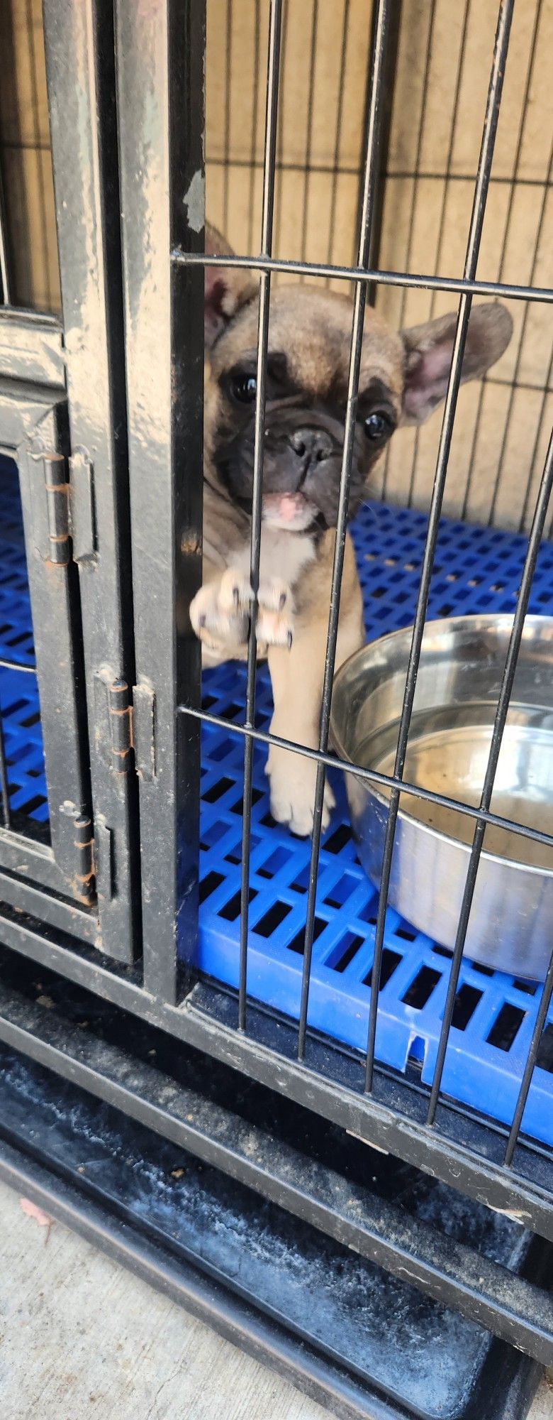 Dog Crate For Small DOG