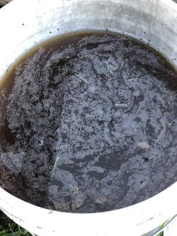 Freshly Brewed Worm Tea