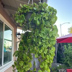 Swedish Ivy Trailing Plant  