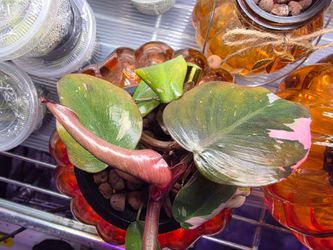 Rare Philodendrons adapted from my lab of plant tissue cultures