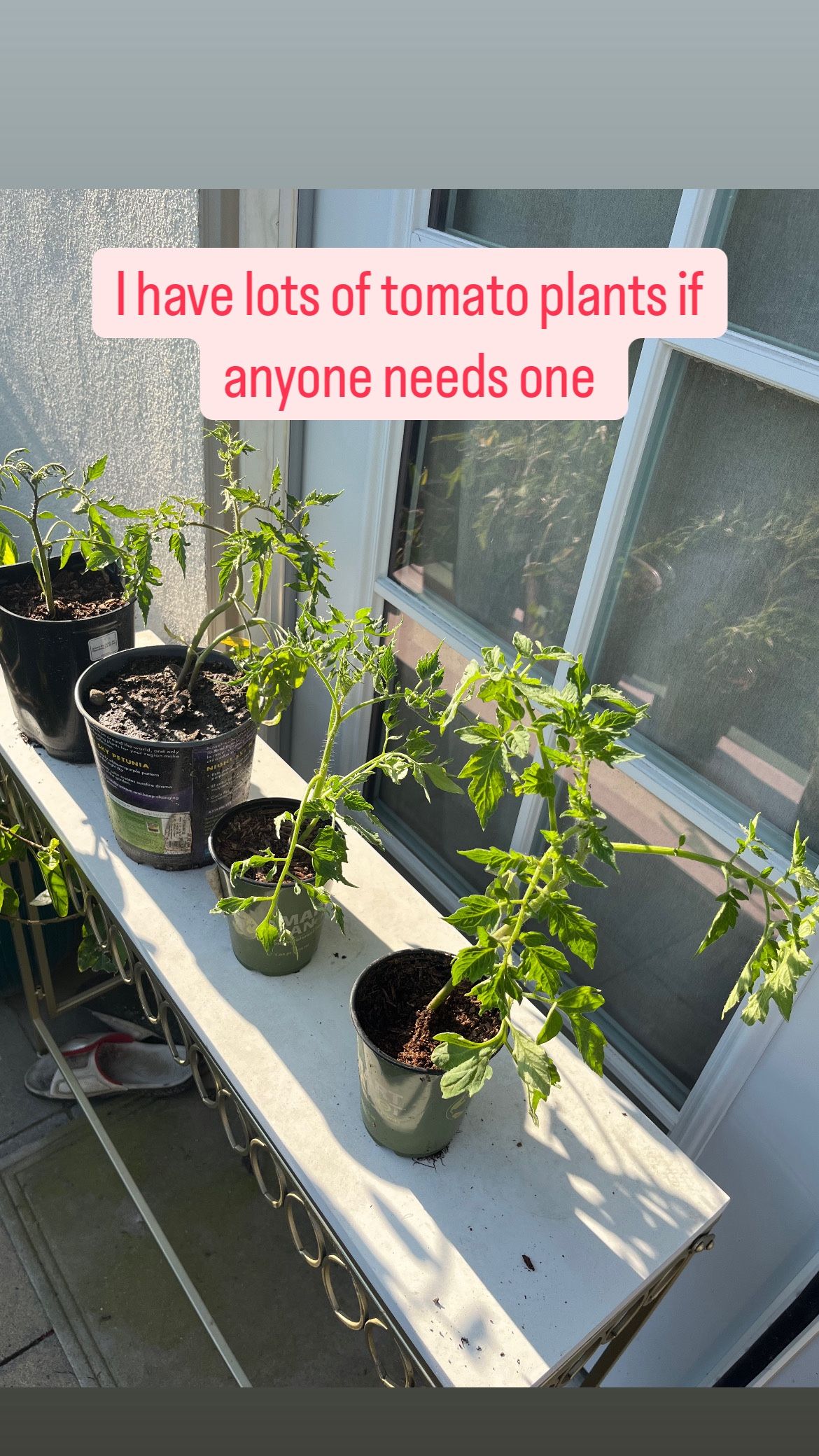 Tomato Plants
