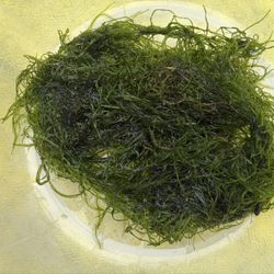 Java Moss Live Aquarium Plant