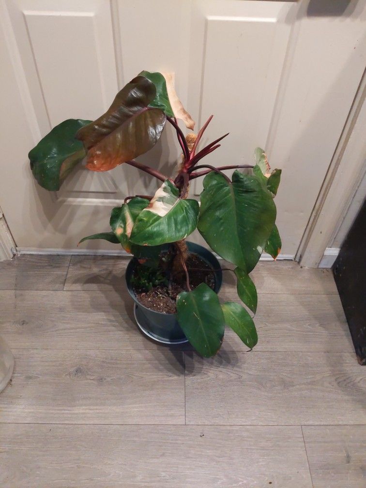 Philodendron Pink Princess. Big Plant.