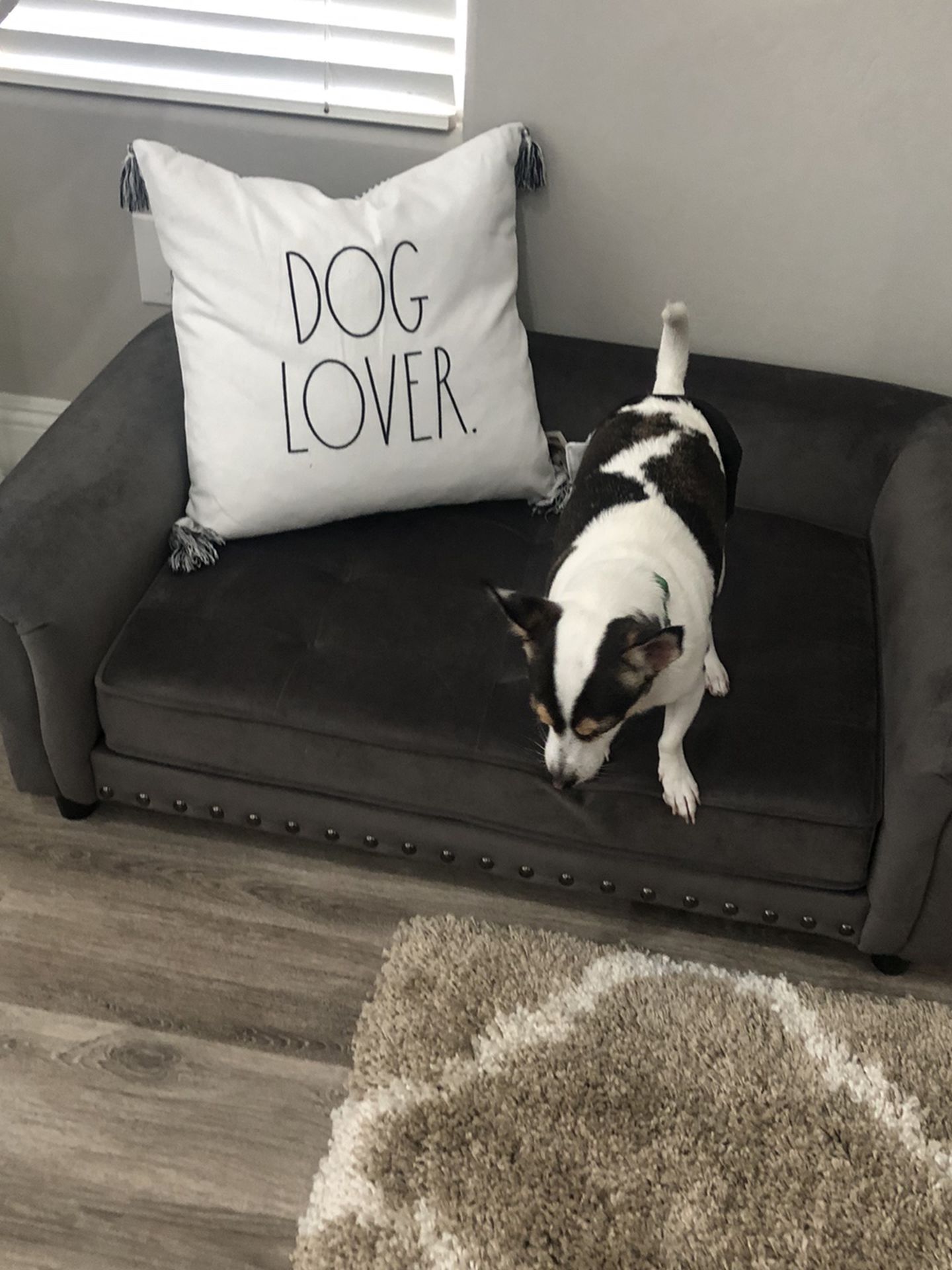 Dog Couch - Dog Not Included