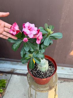 8” xl bonsai desert rose
