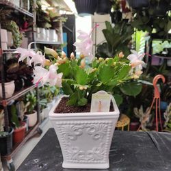 Christmas Cactus Plant 