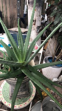 Aloe plant