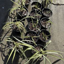 Spider Plants
