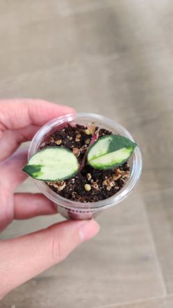 Hoya Mathilde variegated