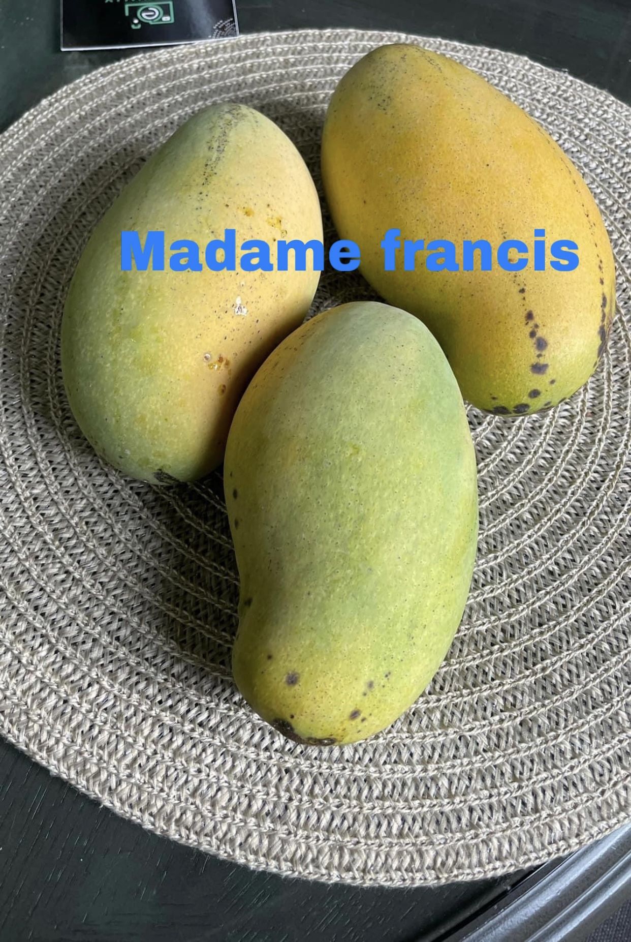 Madame Francis Mango Tree, Grafted