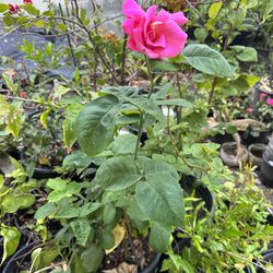 Beautiful rose plant in 5 gallon pot