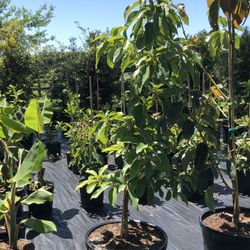 15G Grafted Avocado Tree 