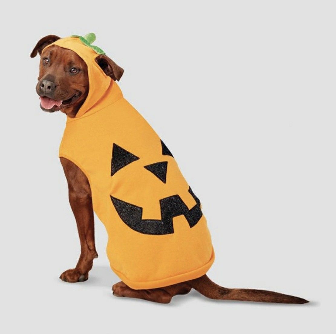 New extra large dog Halloween costume