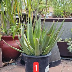 Aloe Vera plant in 3 gallon pot
