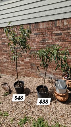 Alii Ficus Trees 