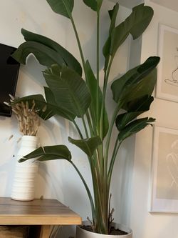 Large Plants 