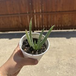 Aloe Plant 
