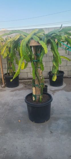 Dragon Fruit