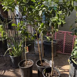 Fukushu Kumquat Ttees A little over 4 feet from the ground up $55 Each Price Firm