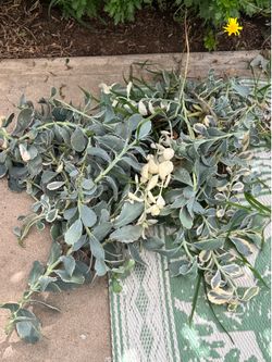 Free plants