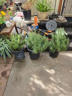 Rosemary plants