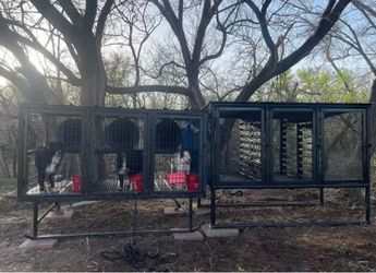 Raised Dog Kennels