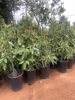 5 Gallon Size- Avocado Trees- Peach Trees- Plum Trees- Guava Trees - Apple Trees- Fig Trees -