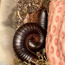 *LIVE* African Giant Millipede & Enclosure + Materials
