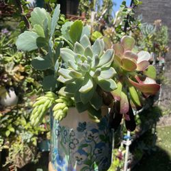 Very Beautiful Plants In A Beautiful Ceramic Pot 🌺❤️