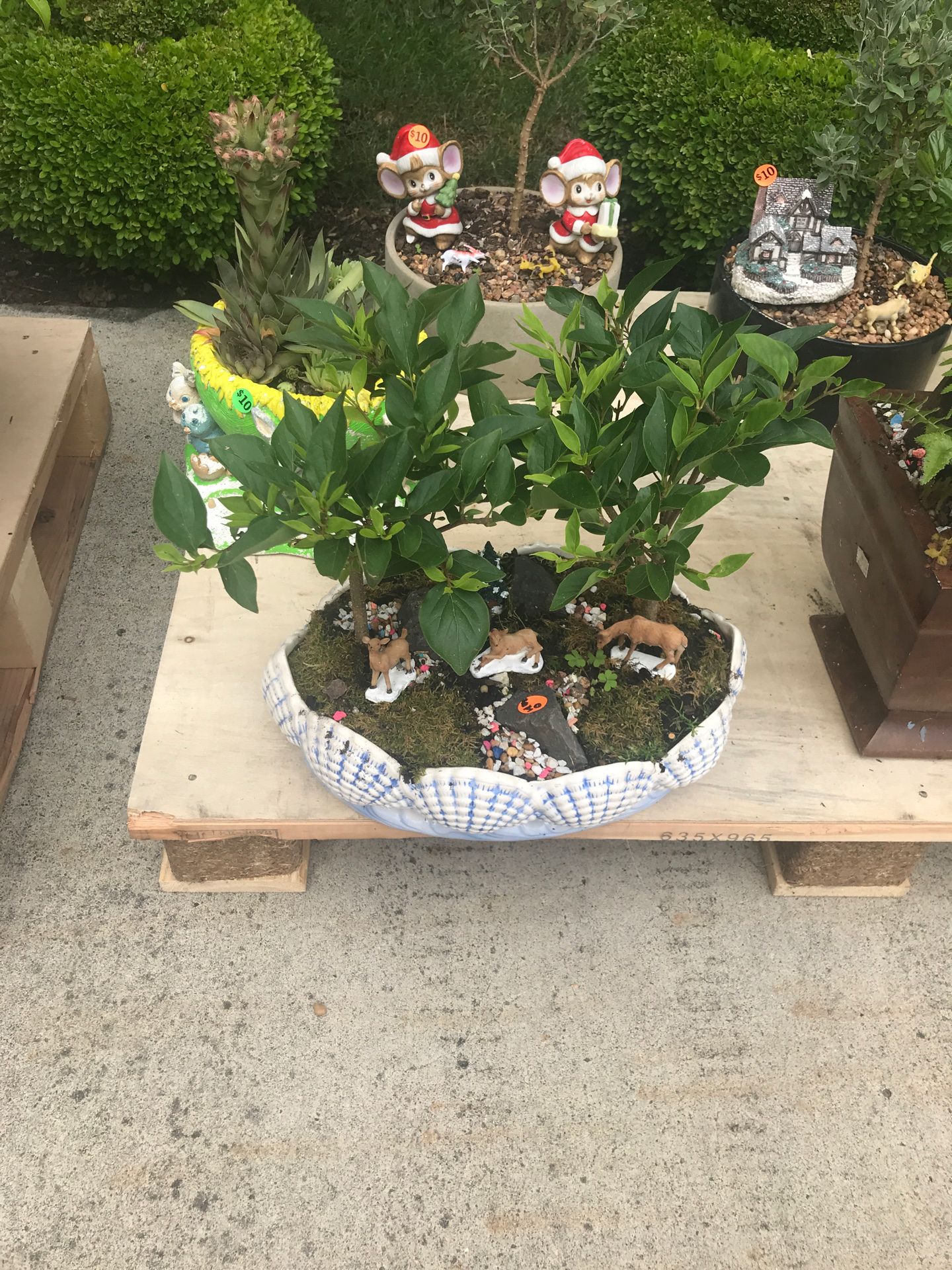 plant