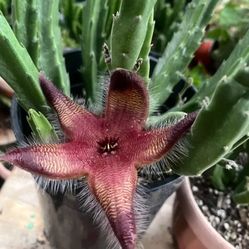 Stapelia 