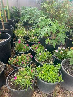 Plantas en venta hoy / plants on sale today