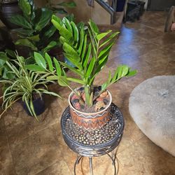 ZZ Plant In New 6.5in Ceramic Pot With Polished Stones And Turtle 