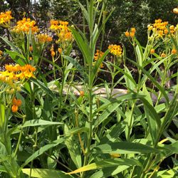 Butterfly Milkweed 20 Gallon Pot