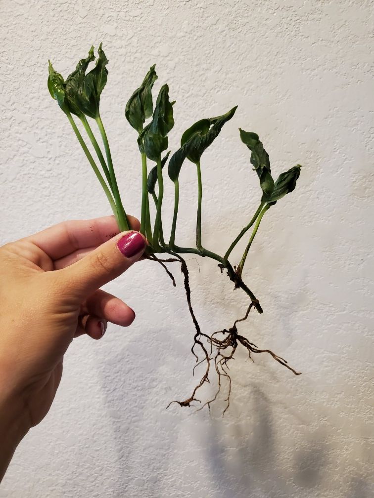 Shangri la pothos