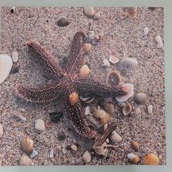 Beautiful Seashell & Starfish canvas picture