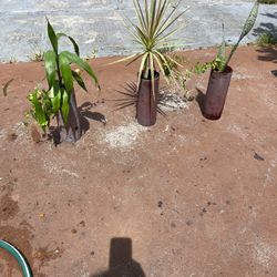 3 Plants For Garden Or Inside Home